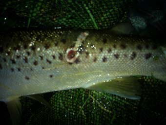 browntrout 2